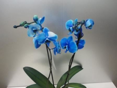 Orquidea azul (Phalaenopsis). - Imagen 5