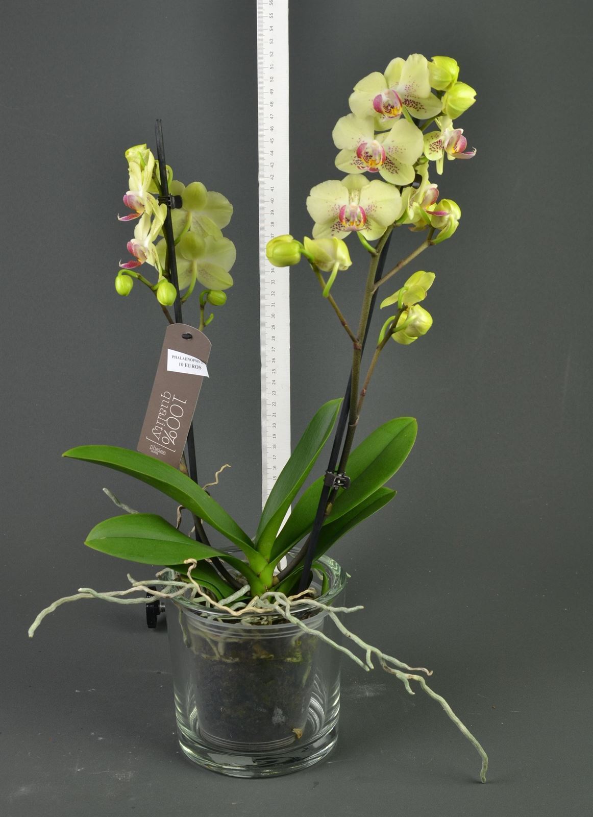 Phalaenopsis 2 varas. - Imagen 3