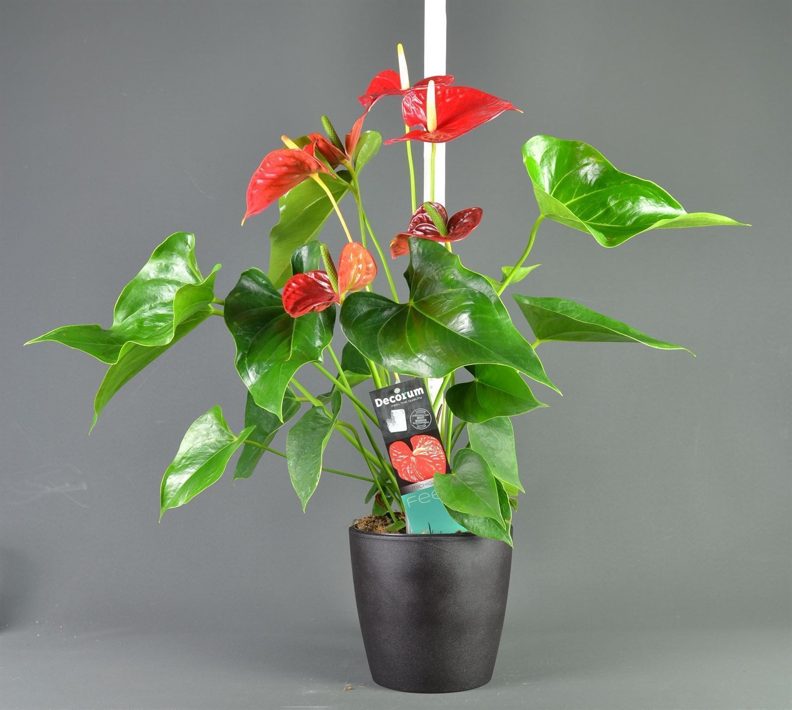 Anthurium - Imagen 1