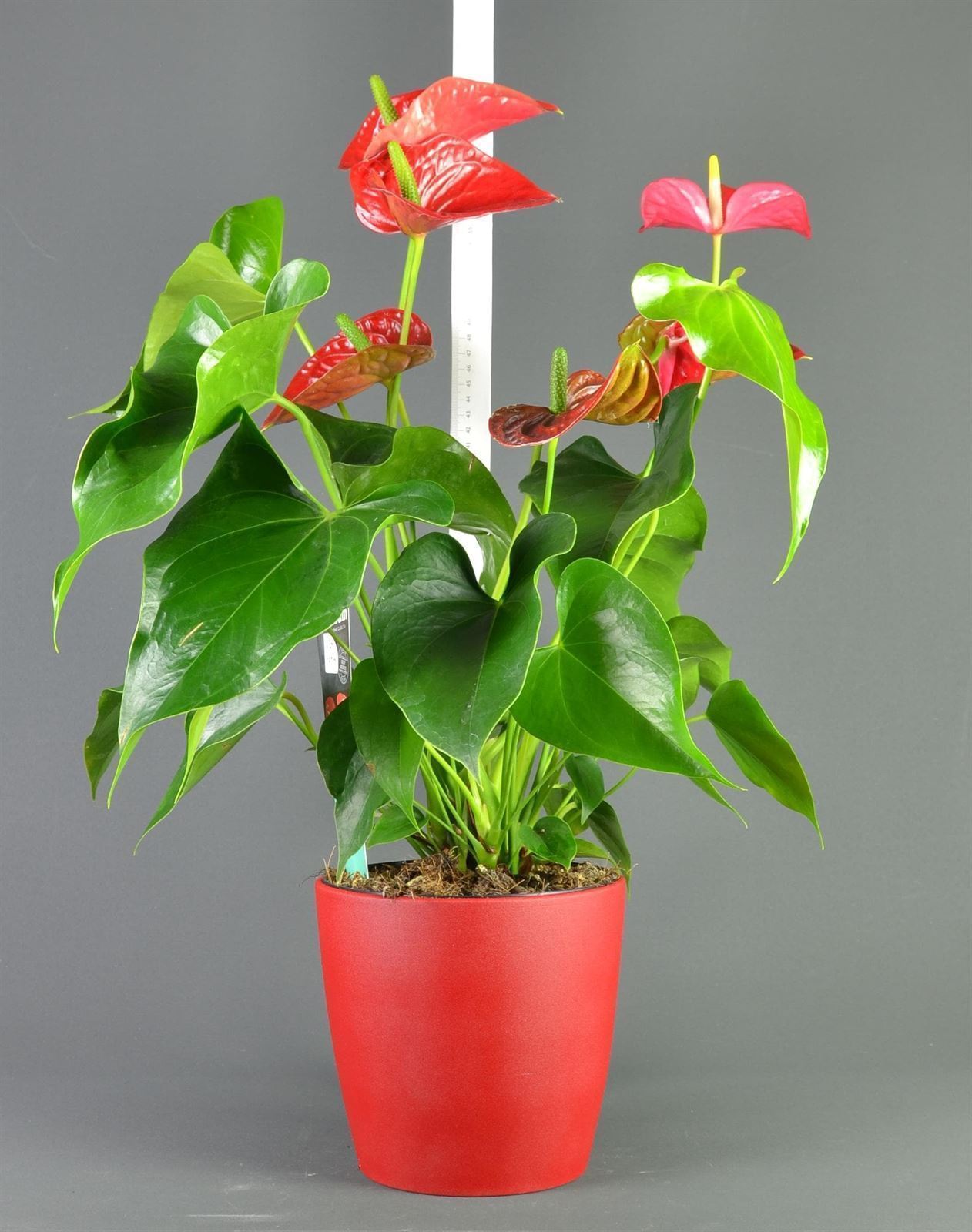 Anthurium - Imagen 2