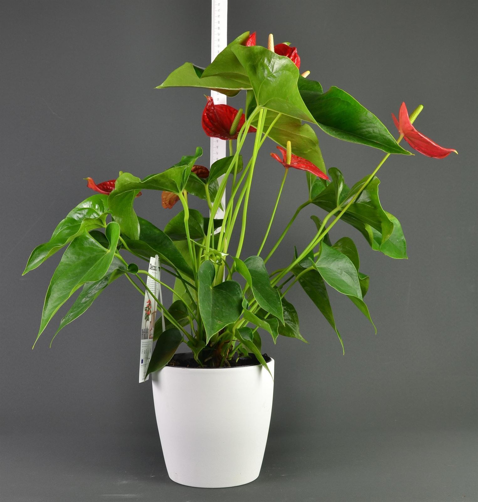 Anthurium - Imagen 3