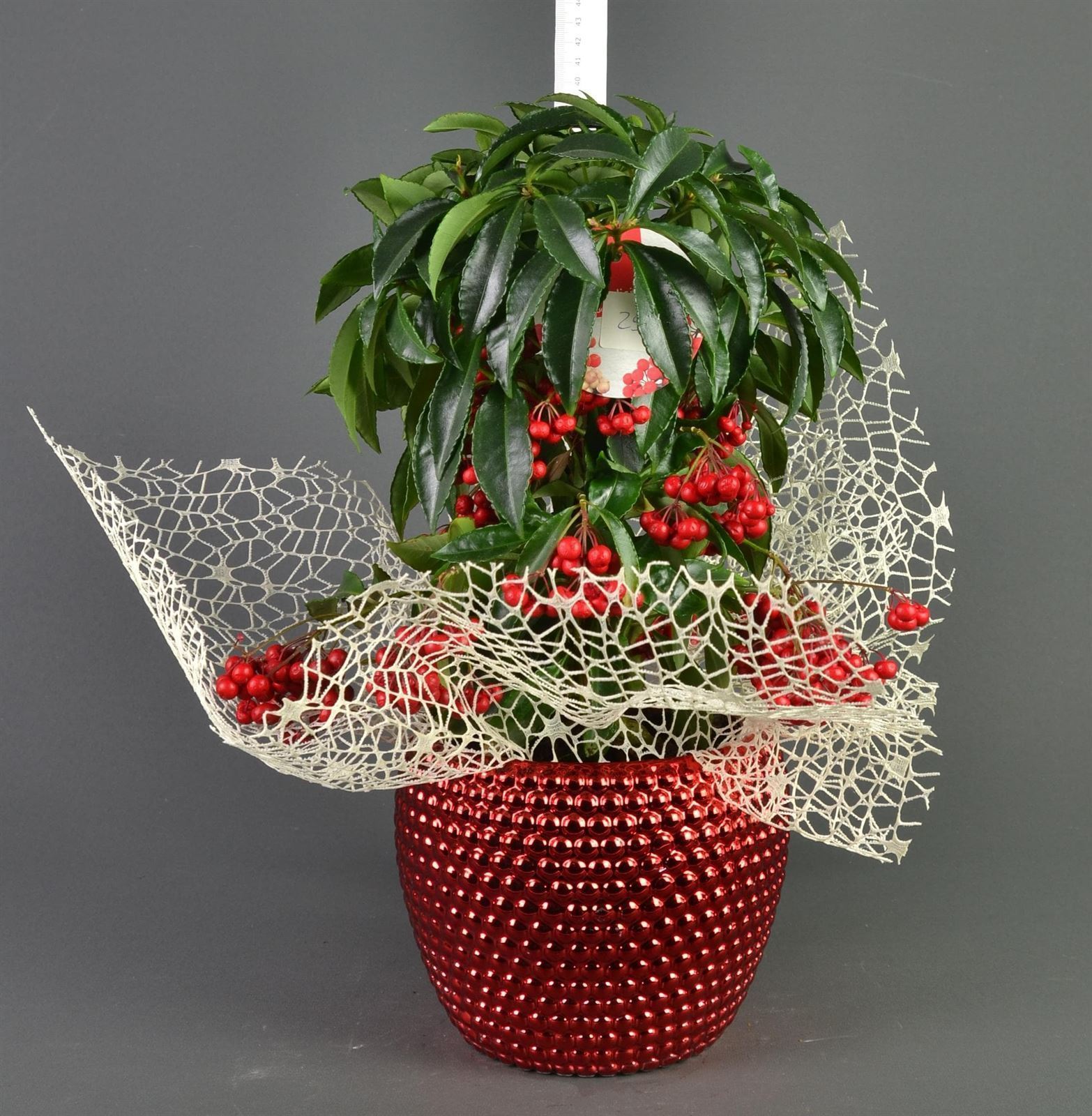 Ardisia - Imagen 1