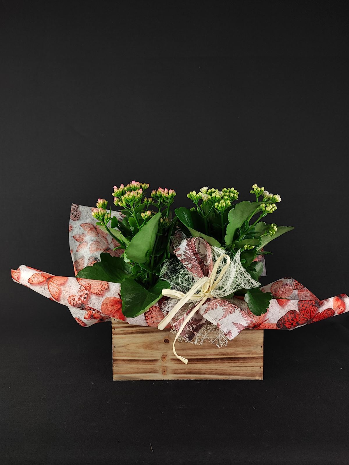 Caja con dos kalanchoes. - Imagen 1