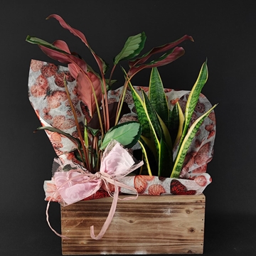 Caja de madera con plantas - Imagen 1