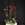 Composición de 12 rosas en base ceramica. - Imagen 1