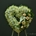 Corazón de crisantemo. Ref 16B - Imagen 1