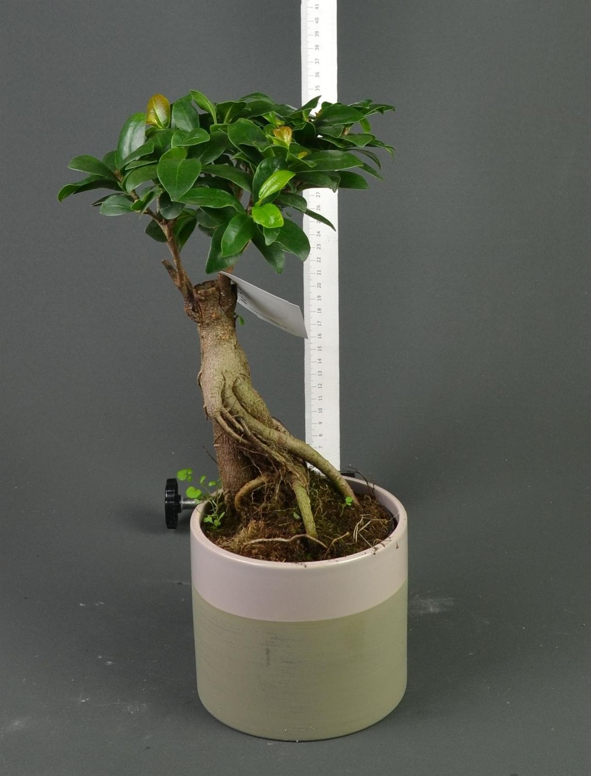 Ficus ginseng pequeño. - Imagen 1