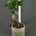 Ficus ginseng pequeño. - Imagen 1