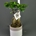 Ficus ginseng pequeño. - Imagen 2