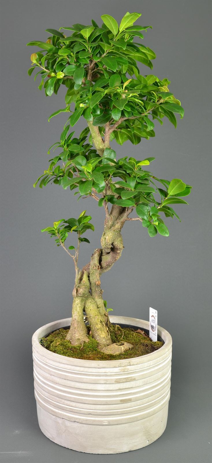 Ficus ginseng - Imagen 1