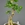 Ficus ginseng - Imagen 1