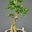 Ficus ginseng - Imagen 1