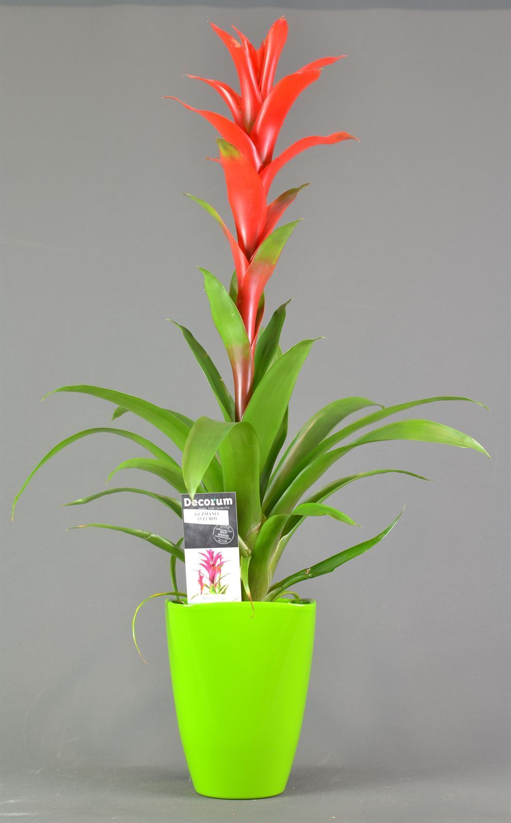 Guzmania con maceta de ceramica. - Imagen 1