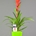 Guzmania con maceta de ceramica. - Imagen 1