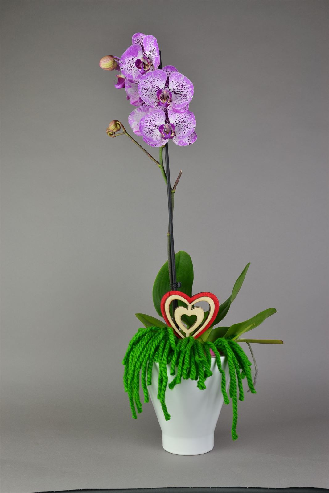 Maceta de diseño con orquídea de una vara. - Imagen 1