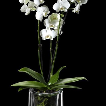 Maceta Mas Gabana transparente - Imagen 2