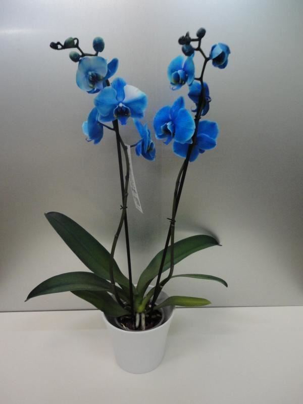 Orquidea azul (Phalaenopsis). - Plantas.