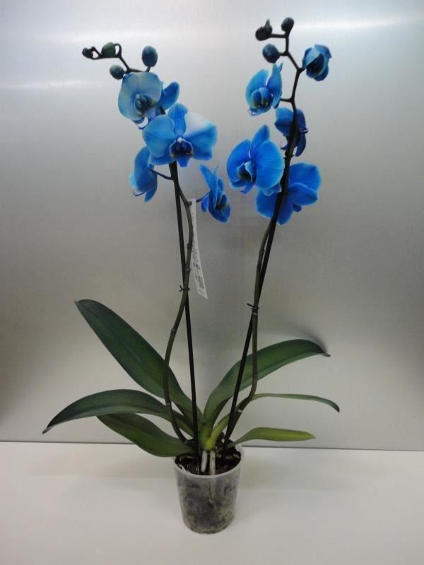 Orquidea azul (Phalaenopsis). - Imagen 4