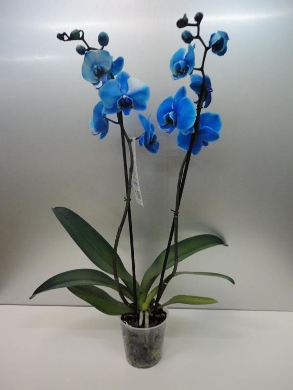 Orquidea azul (Phalaenopsis). - Plantas.