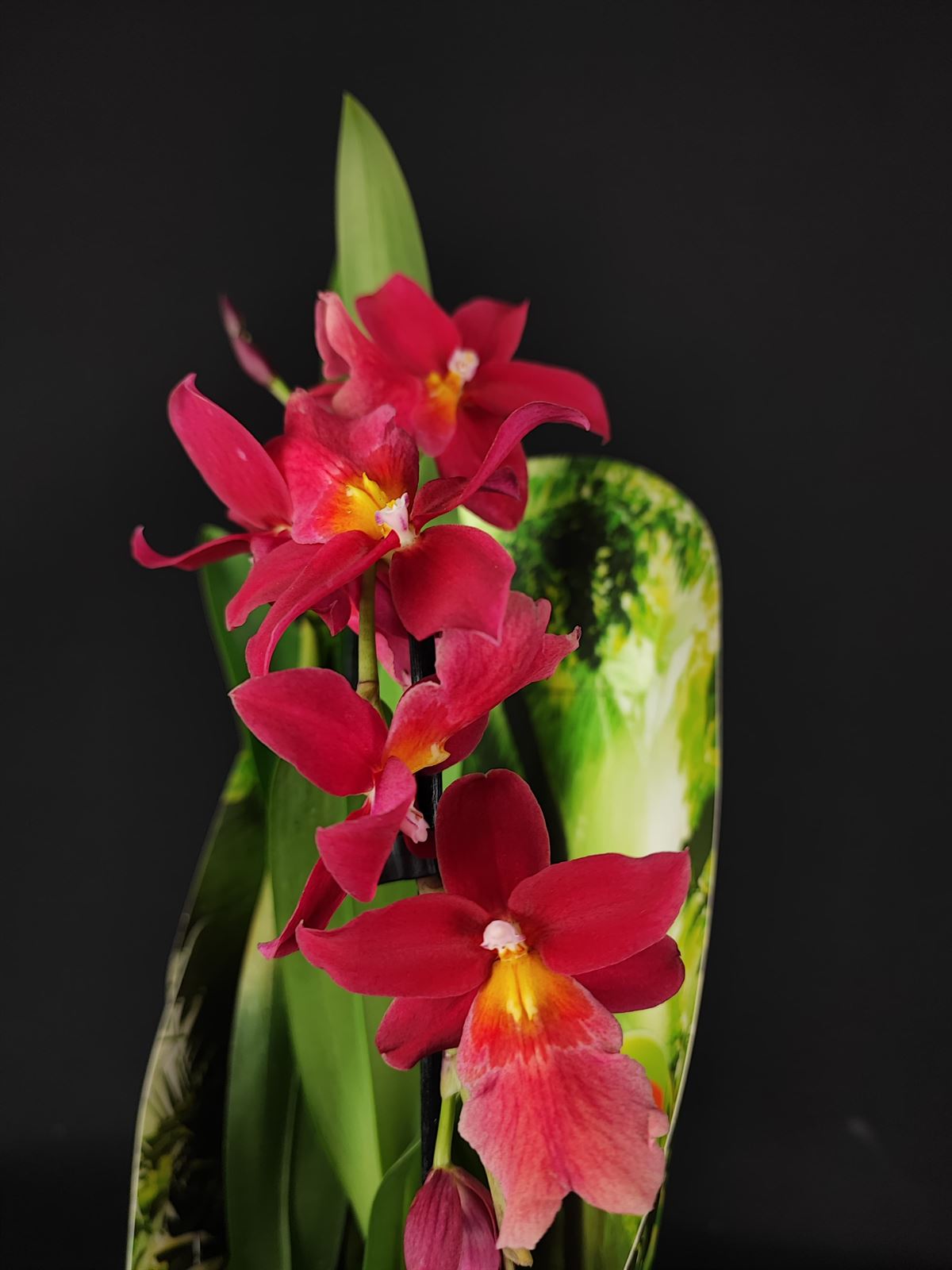 Orquídea burraguera - Imagen 1