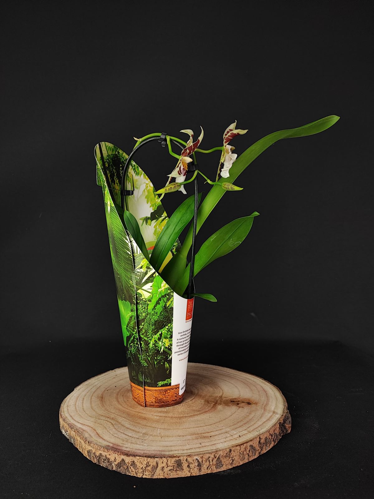 Orquídea burraguera - Imagen 1