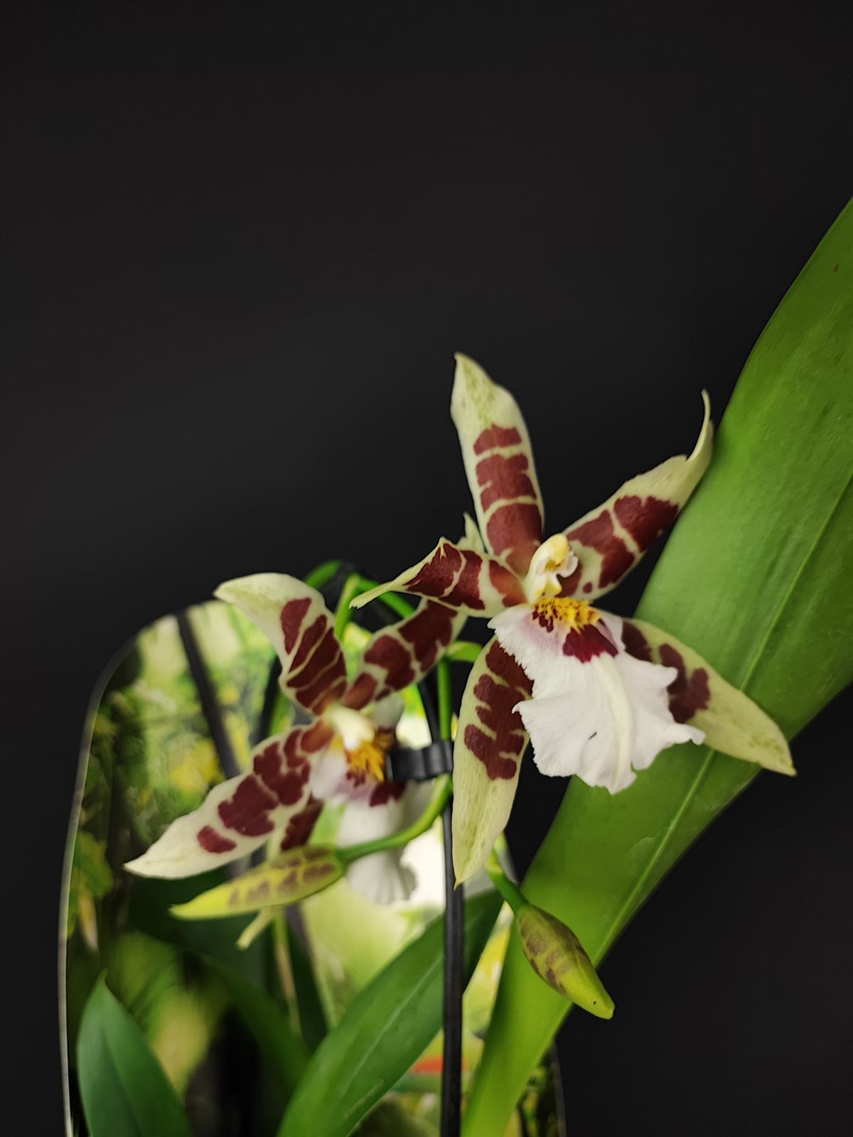 Orquídea burraguera - Imagen 2