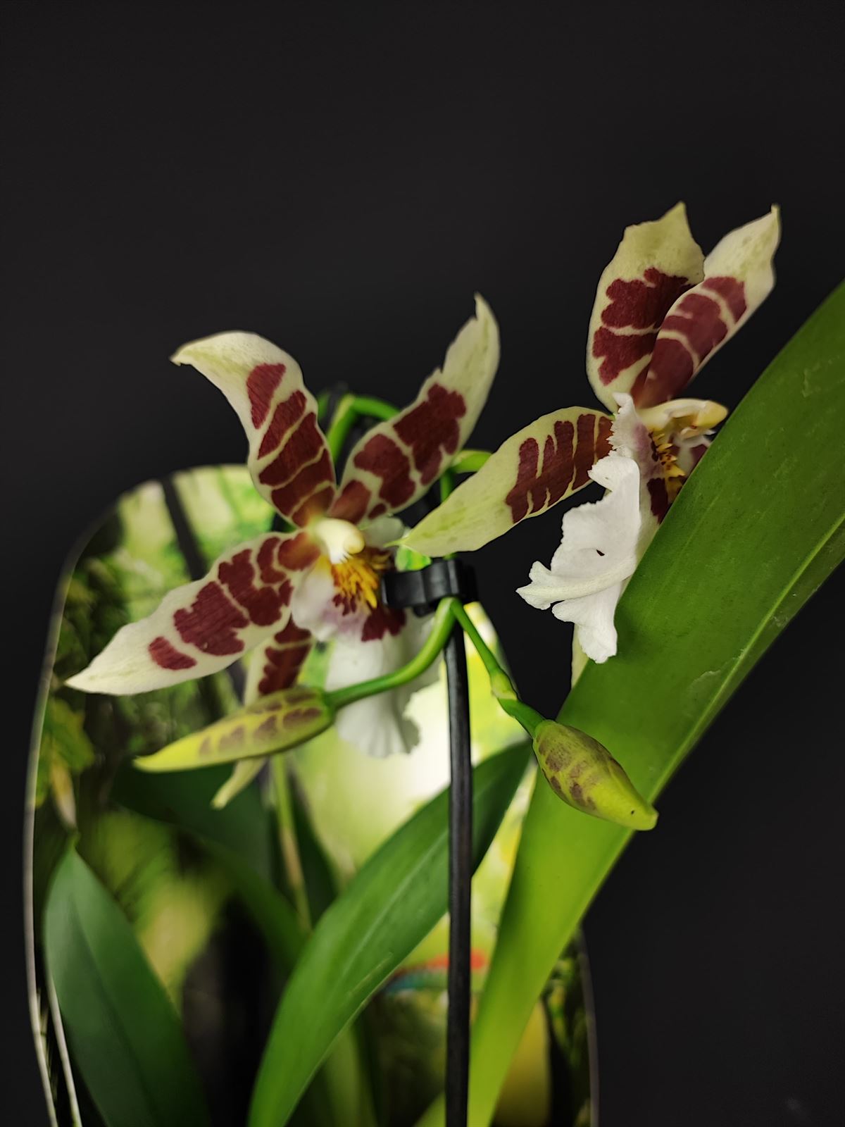 Orquídea burraguera - Imagen 3