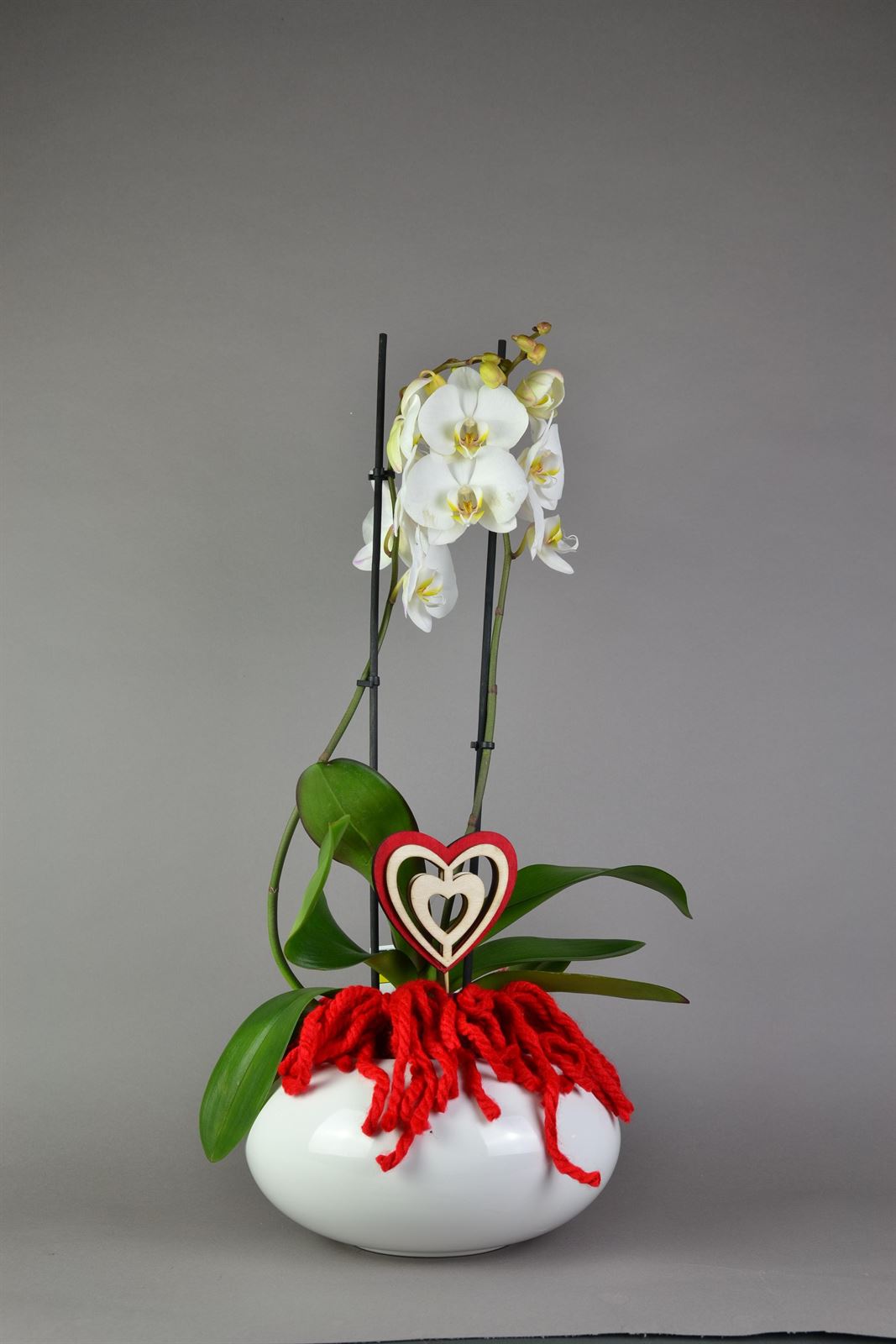 Orquídea con maceta. - Imagen 1