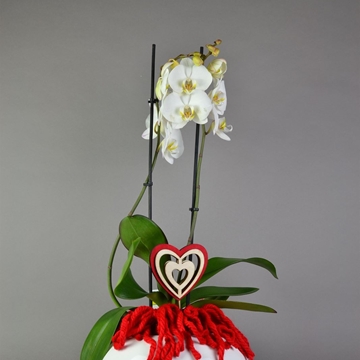 Orquídea con maceta. - Imagen 1