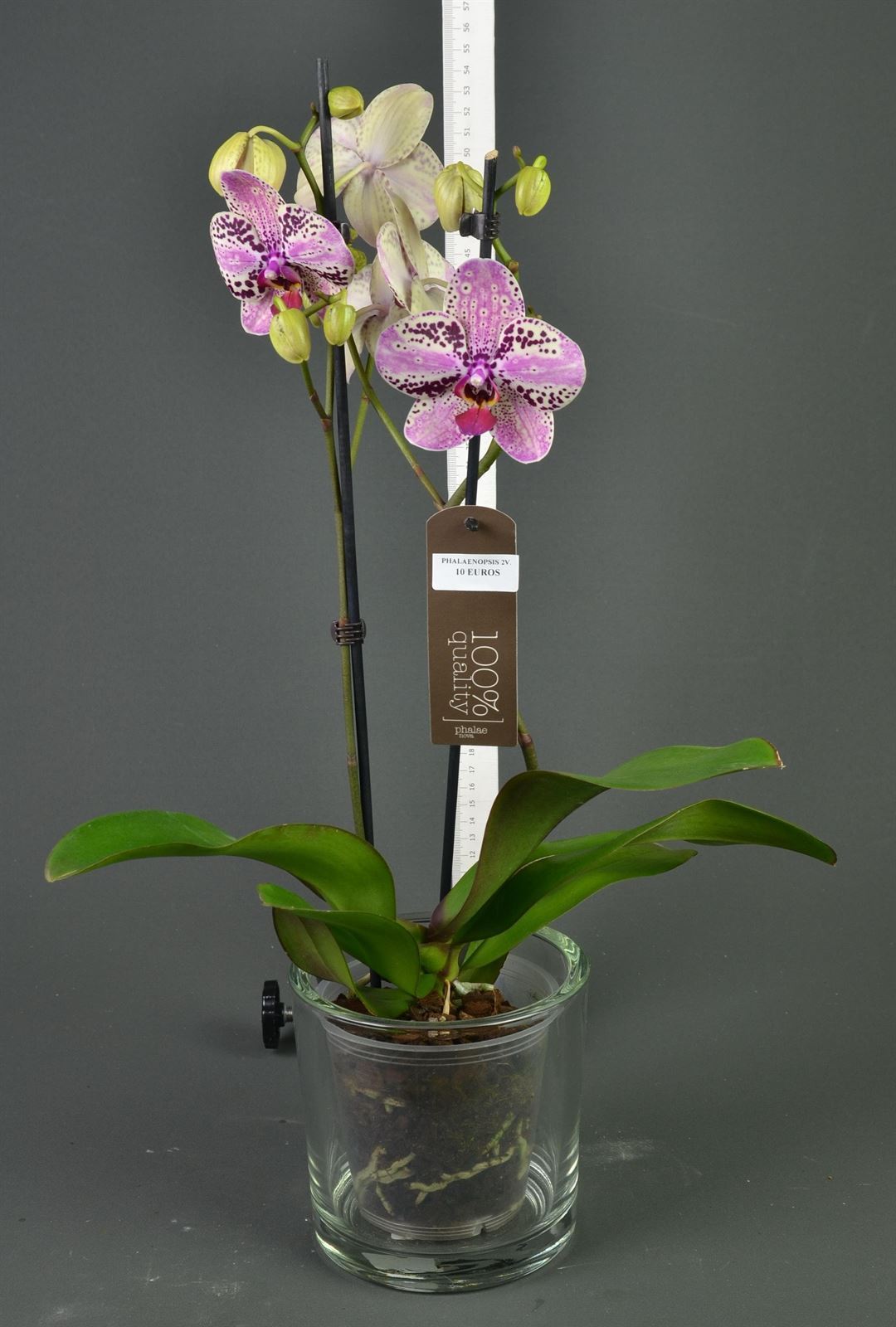 Phalaenopsis 2 varas. - Imagen 1
