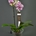 Phalaenopsis 2 varas. - Imagen 1
