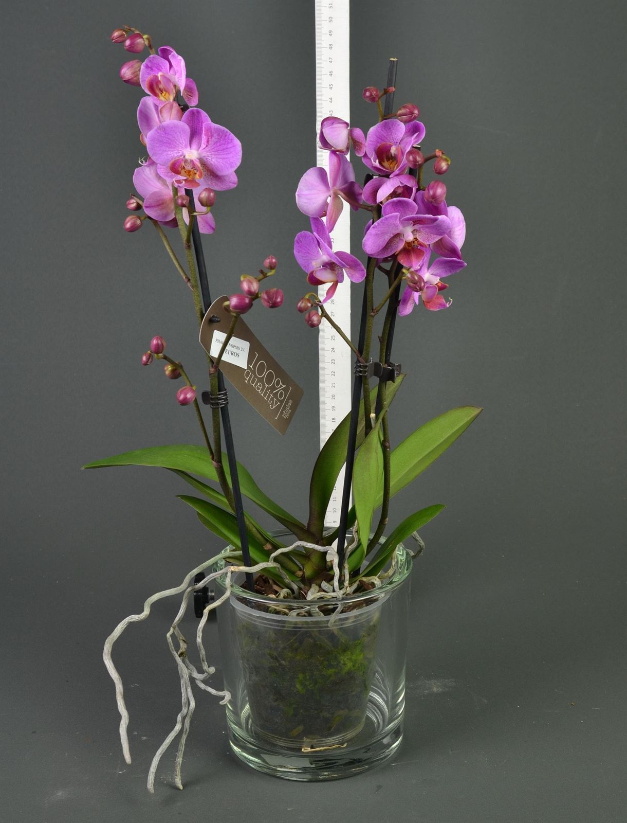 Phalaenopsis 2 varas. - Imagen 2