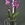 Phalaenopsis 2 varas. - Imagen 2