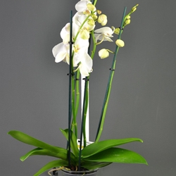 Phalaenopsis 4 varas. - Imagen 1