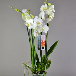Phalaenopsis 4 varas. - Imagen 2