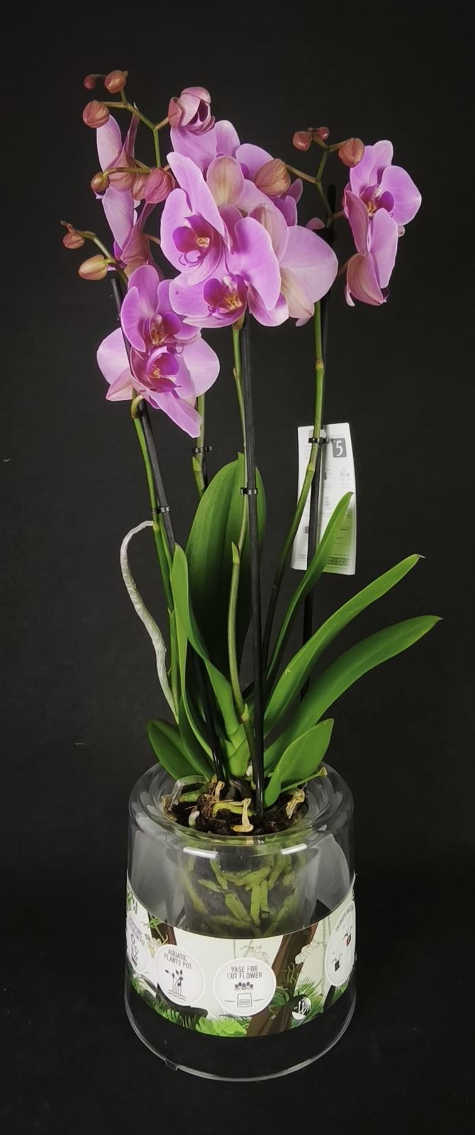 Phalaenopsis 4 varas. - Imagen 3