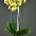 Phalaenopsis amarilla cuatro varas. - Imagen 1
