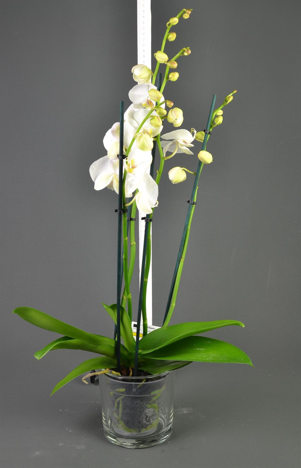Phalaenopsis blanca 4 varas. - Imagen 1