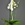 Phalaenopsis blanca 4 varas. - Imagen 1