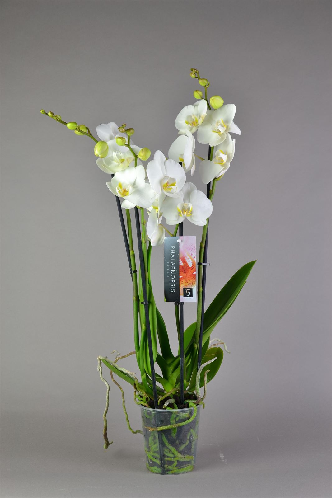 Phalaenopsis blanca 4 varas. - Imagen 2