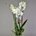 Phalaenopsis blanca 4 varas. - Imagen 2