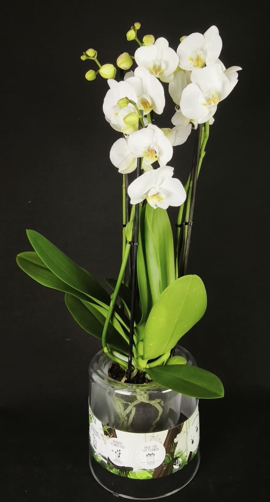 Phalaenopsis cinco varas. - Imagen 1
