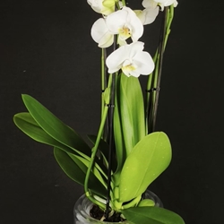 Phalaenopsis cinco varas. - Imagen 1