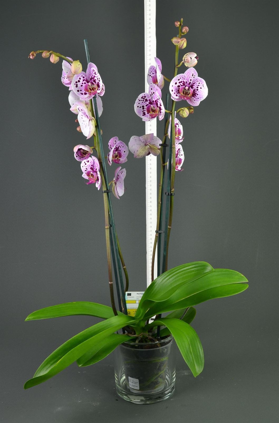 Phalaenopsis jaspeada cuatro varas. - Imagen 1