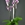 Phalaenopsis jaspeada cuatro varas. - Imagen 1