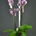 Phalaenopsis jaspeada cuatro varas. - Imagen 1