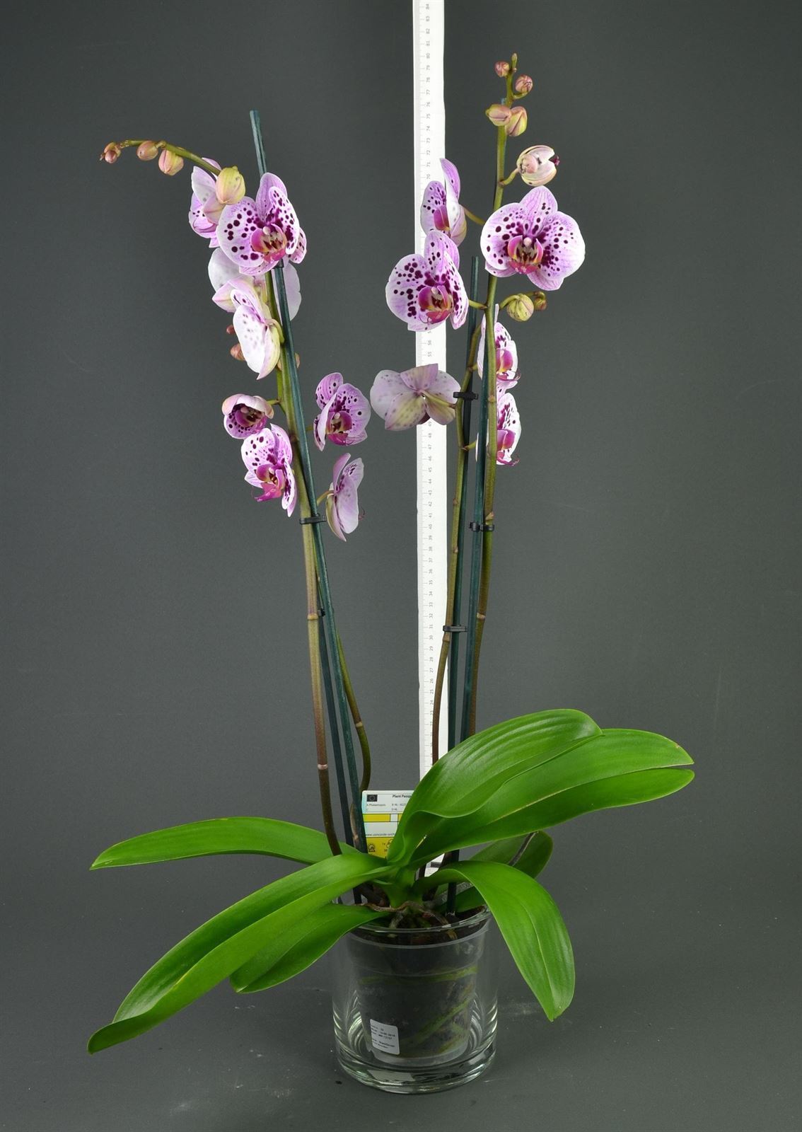 Phalaenopsis jaspeada cuatro varas. - Imagen 2