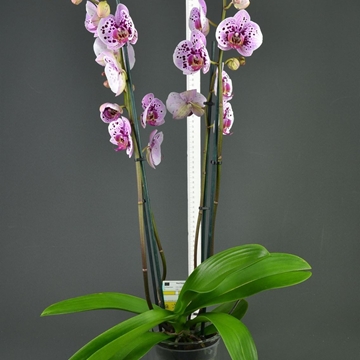 Phalaenopsis jaspeada cuatro varas. - Imagen 2