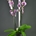 Phalaenopsis jaspeada cuatro varas. - Imagen 2