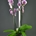 Phalaenopsis malva de cuatro varas. - Imagen 1